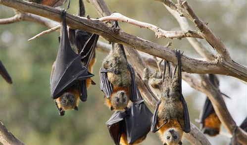 为什么蝙蝠那么毒,却毒不了自己 科学家 还消灭不了它们 