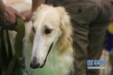 本网独家 乌克兰首都举办国际名犬展 