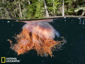 国家地理 实拍海中的巨型生物 转 