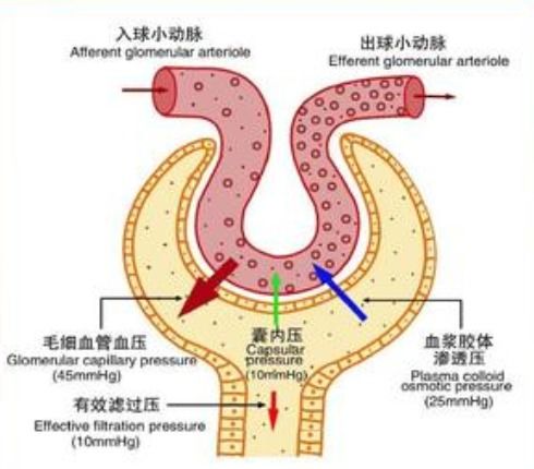 钟南山尿中分离出新冠病毒,病毒是怎么跑的尿里去的