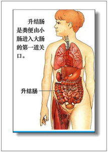 干货 人体器官运转知识大全 