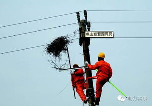 电线杆上怎么架了个小风车