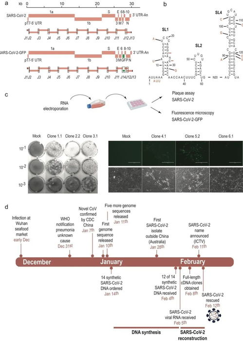 新冠病毒的人工合成 仅凭基因片段便能复活完整病毒,还带绿色荧光