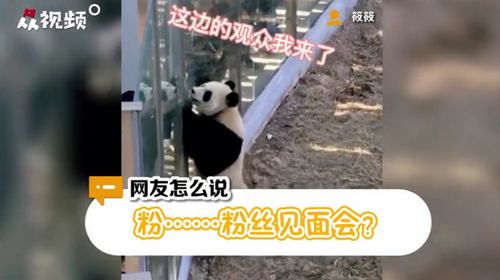 大熊猫热情跟游客击掌互动 网友评价 努力营业尽量照顾到每个粉丝 