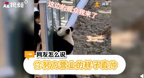 大熊猫热情跟游客击掌互动 最努力营业的熊猫