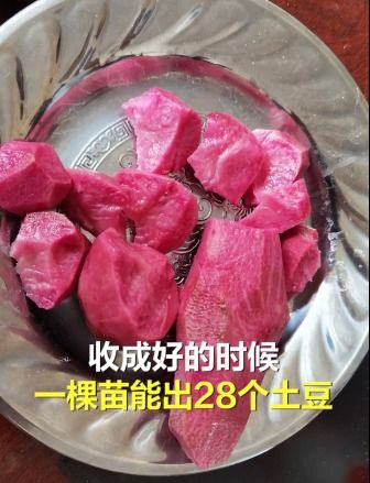 可生吃的红心多汁土豆 每斤10元以上 你想尝尝吗