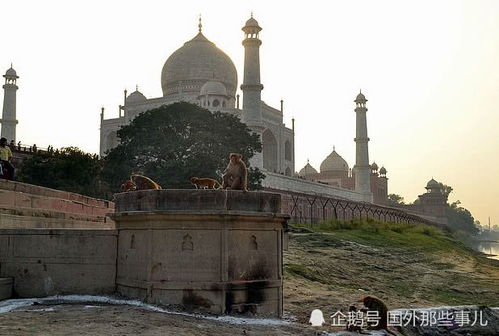 害怕特朗普被猴子咬伤得狂犬病 印度部署 弹弓部队 防备700只猴子