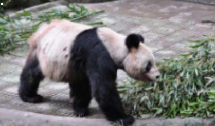关于大熊猫的灵因病死亡的通知