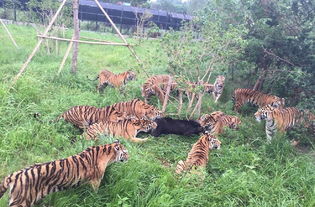 游客记录上海野生动物园猛虎咬死黑熊全程 组图 