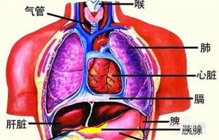 科学家发现新器官是怎么一回事