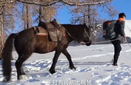 快递 马上 到 新疆快递员雪地骑马送快递走红网络 红的惹人疼