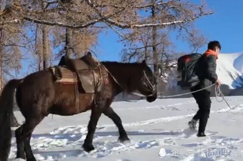 新疆速递员雪地骑马送货 穿越逾20公里无人区沿途可能遇到狼