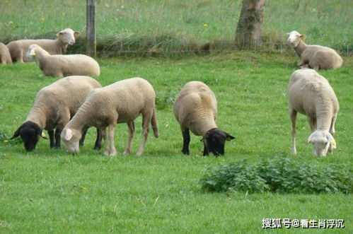 生肖羊 多长个心眼,12月10特别重要,是你一生中最大 转运日