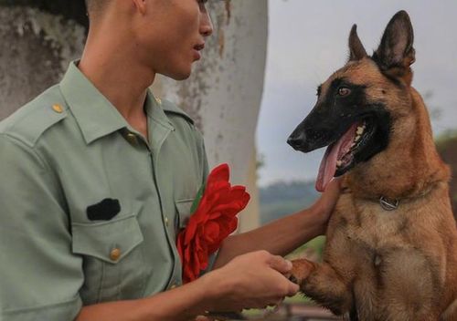 老兵退伍时被军犬咬住行李,只能含泪让爱犬坐下,离别场面感伤