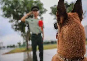 不是亲人却胜似亲人 军犬咬住退伍军人的行囊,场面感伤