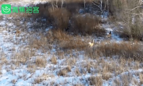 航拍意外捕捉 傻狍子 在雪地撒欢儿,好奇地对着镜头打招呼,萌态十足