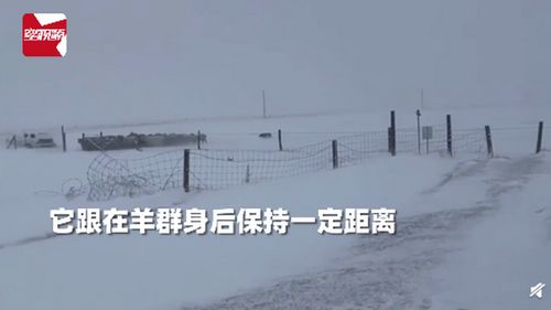 看呆 加拿大暴雪天羊群走丢,牧羊犬冲进风暴