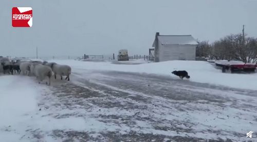 看呆 加拿大暴雪天羊群走丢,牧羊犬冲进风暴