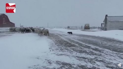 看呆 加拿大暴雪天羊群走丢,牧羊犬冲进风暴