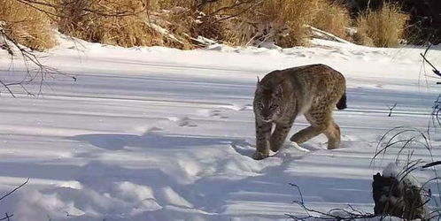 拍到猞猁 大兴安岭砍都河国家湿地公园有珍稀野生动物出没