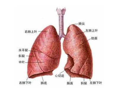 肺立清面市引得众多媒体聚焦关注