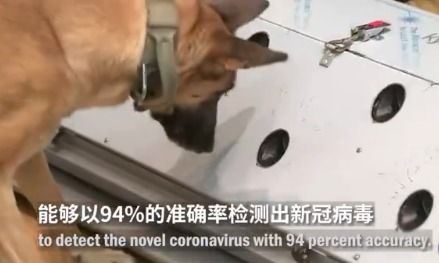 德国称两只嗅探犬能识别新冠患者 准确率高达94 网友不淡定了 