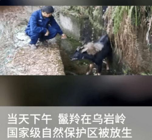 广东发现珍稀动物 四不像 ,红外相机拍下它觅食罕见画面