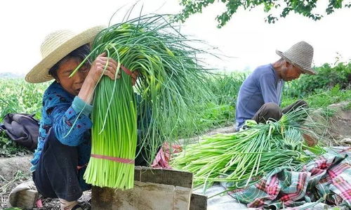 走 免费抽蒜薹去 这个地方的10W亩蒜薹全熟了,随便抽随便拿 