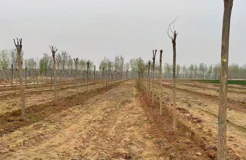 河北数百亩麦苗被迫给树苗 让道 未经村民同意在耕地里种树,原因竟是防治大气污染