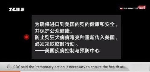 为防控狂犬病 美将禁止来自俄罗斯等113国的狗入境