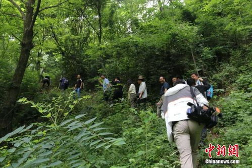 陕西秦岭发现 野生猕猴桃树王