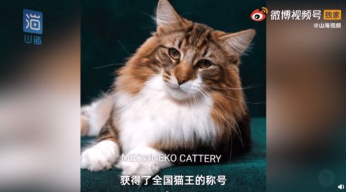 猫王后代被医院误做绝育,医院 起码还活着,当事人肯定交代的也有问题,一个巴掌拍不响