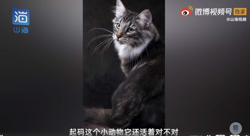 猫王后代被医院误做绝育,医院 起码还活着,当事人肯定交代的也有问题