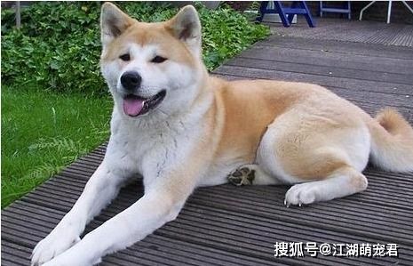 分辨柴犬和秋田犬的方法,注意看了