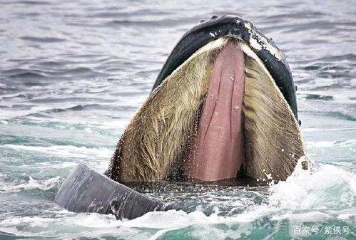 蓝鲸的祖先长啥样 像海里的鳄鱼一样满嘴尖牙,超凶