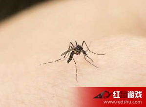 蚊子为什么喜欢在耳边 蚊子飞到耳朵里怎么办