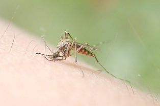 黑科技让蚊子自相残杀 蚊子为什么喜欢在耳边飞来飞去