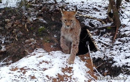 偷入狼穴杀死幼狼,单挑雄狼也不在话下,猞猁究竟有多恐怖