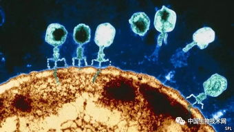 芬兰教授建议用噬菌体疗法对付 超级细菌