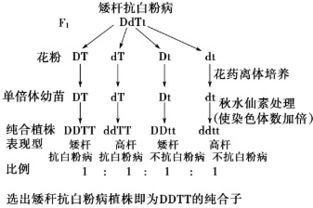 如图表示小麦的三个品系的部分染色体及基因组成 I Ⅱ表示染色体,D为矮杆基因,T为抗白粉病基因,R为抗 