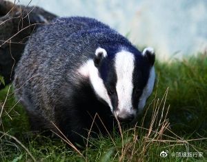 少年闰土中的猹首次被红外相机记录,闰土你还敢扎吗