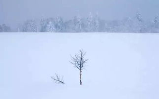 怎样拍雪景才能亮瞎朋友圈