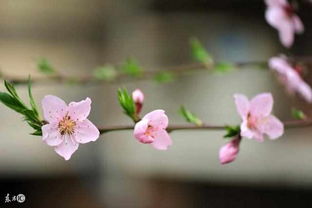 桃花, 正桃花 ,桃花劫是什么意思 老公桃花劫怎样化解