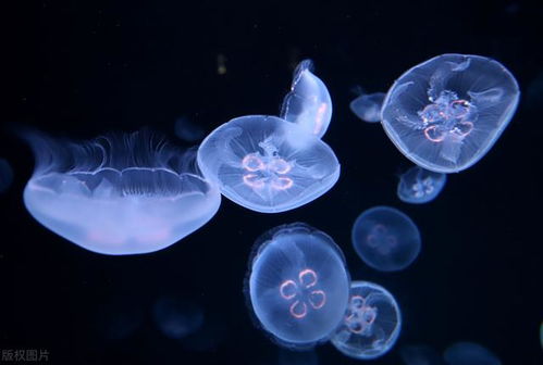 生物寿命有限 唯一拥有 不死之身 的永生物种