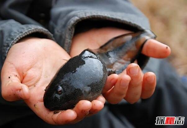 不合理蛙怎么生蝌蚪的全过程图片,它们是变异的蝌蚪吗咋越长越小