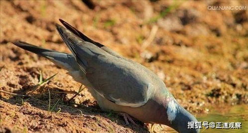 因人类的贪吃,这几种生物遭毁灭,数量100亿的它也遭殃