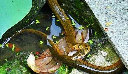 农村俗语 蛇吃黄鳝 大家一起死