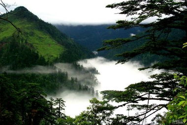 乐山黑竹沟 人畜神秘失踪的死亡地带 探秘黑竹沟之谜新闻频道 